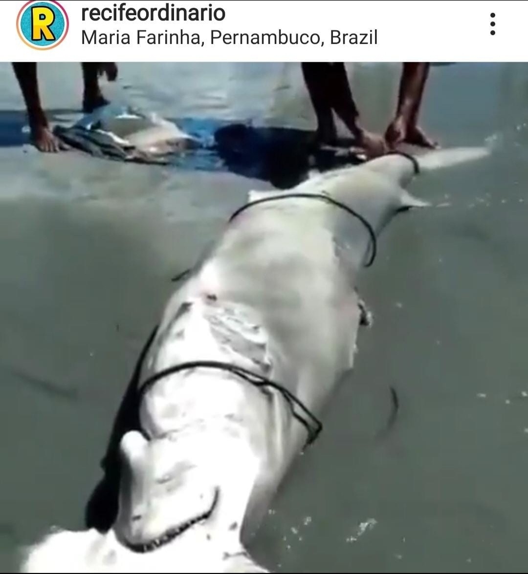 Answer the phone pupil base Tubarão-martelo é capturado em praia de Pernambuco - Eu, Rio!