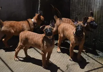 Guarda Municipal do RJ ganha novos cães para reforçar a tropa do canil