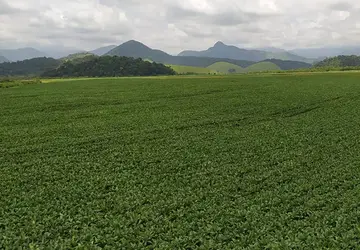 Degradação da Mata Atlântica pela agricultura e pastagem chega a 93% em áreas do Norte e Noroeste do estado do Rio