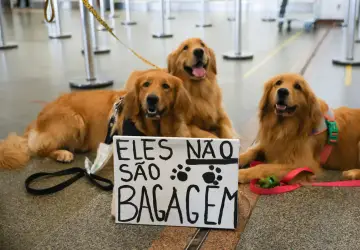 Após morte de cão em voo de avião, tutores se manifestam no aeroporto de Brasília