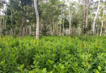 Brasil precisa recuperar 25 milhões de hectares de vegetação nativa