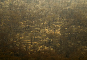  Incêndios e seca na Amazônia e no Pantanal batem marcas históricas