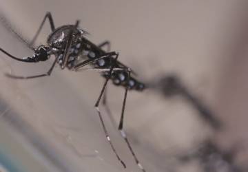 Fiocruz aponta risco at&eacute; 30 vezes maior de contrair S&iacute;ndrome de Guillain-Barr&eacute; para pessoas com dengue