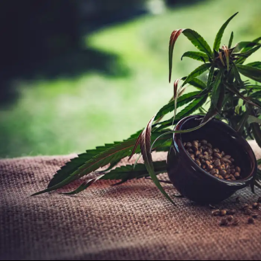 Para associa&ccedil;&otilde;es, normas ainda deixam pontos em aberto sobre cannabis