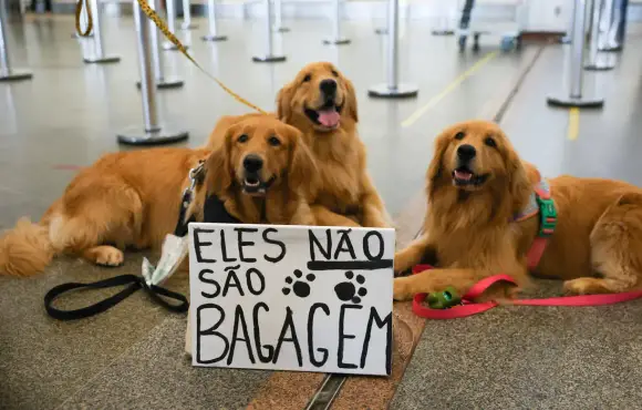 Após morte de cão em voo de avião, tutores se manifestam no aeroporto de Brasília