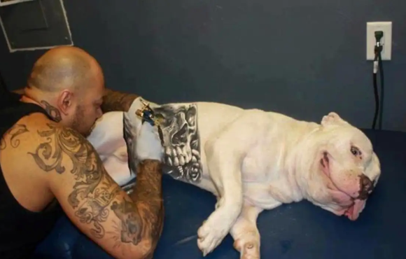 Governo sanciona lei que proíbe tatuagens e piercings em cães e gatos